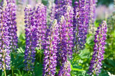 Lupinus tarlasında güneşli bir günde pembe mor ve mavi çiçekler. Lupin tarlası. Çayırda mor ve pembe lupin. Bahar arkaplanı.