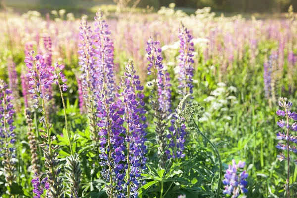 Fleurs de lupin en fleurs. Un champ de lupins. Lupin violet et rose dans la prairie. — Photo