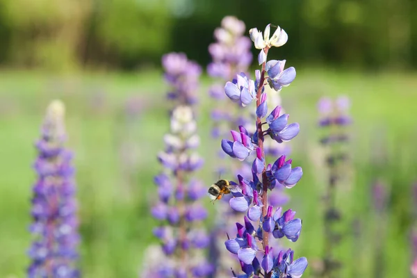 Yaban arısı mor bir luptan nektar topluyor. Kır çiçekleriyle kaplı manzara. — Stok fotoğraf