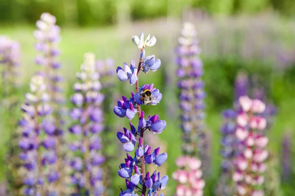 Bumble abelha coletando néctar em um tremoço roxo . — Fotografia de Stock