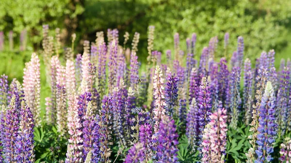 Pole lupinů. Fialová a růžová lupina na louce. Letní louka s kvetoucími vlčíky. — Stock fotografie