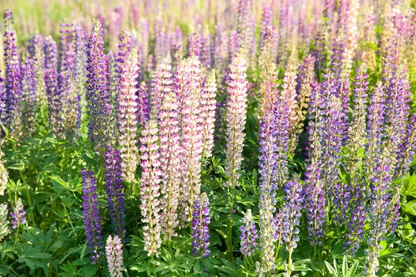 Flores de tremoço florescendo. Um campo de tremoços. Lupin violeta e rosa no prado. — Fotografia de Stock