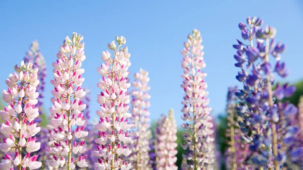 Flores lupin rosa florescentes contra fundo céu azul. — Fotografia de Stock