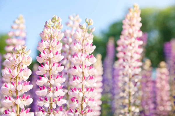 Çiçek açan pembe lupin çiçekleri mavi gökyüzü arka planında. — Stok fotoğraf