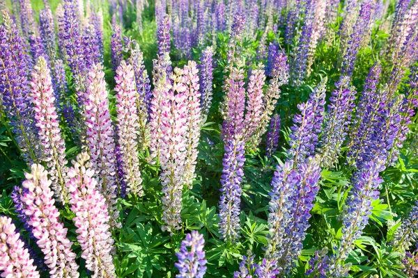 Flores de tremoço florescendo. Um campo de tremoços. Lupin violeta e rosa no prado. Bando colorido de tremoços fundo da flor de verão. — Fotografia de Stock