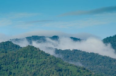 Orman ve mavi gökyüzü arka plan ve plantiful var