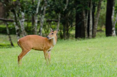 Kırmızı Muntjac Çin, Laos, Myanmar, Tayland ve Vietnam bir türüdür.