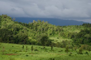 Orman ve mavi gökyüzü arka plan ve plantiful var