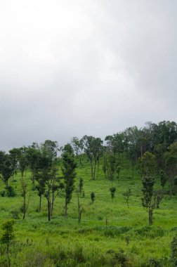 Orman ve mavi gökyüzü arka plan ve plantiful var