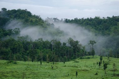 Orman ve mavi gökyüzü arka plan ve plantiful var