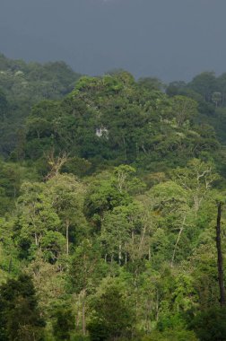 Orman ve mavi gökyüzü arka plan ve plantiful var