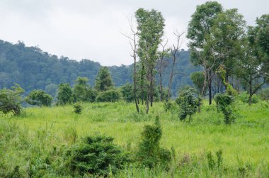 Orman ve mavi gökyüzü arka plan ve plantiful var
