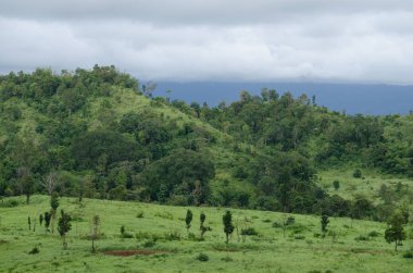 Orman ve mavi gökyüzü arka plan ve plantiful var