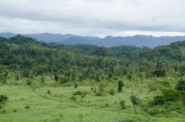 Orman ve mavi gökyüzü arka plan ve plantiful var