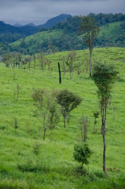 Orman ve mavi gökyüzü arka plan ve plantiful var