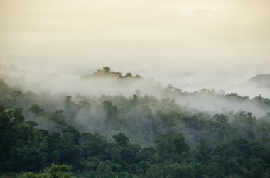 Orman ve mavi gökyüzü arka plan ve plantiful var