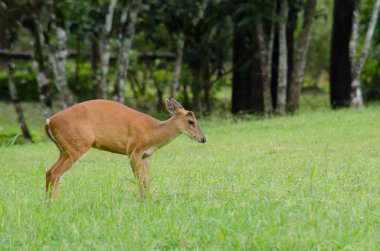 Kırmızı Muntjac Çin, Laos, Myanmar, Tayland ve Vietnam bir türüdür.