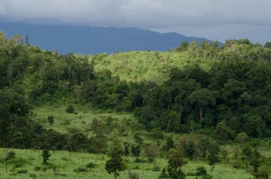 Orman ve mavi gökyüzü arka plan ve plantiful var