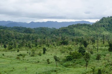 Orman ve mavi gökyüzü arka plan ve plantiful var