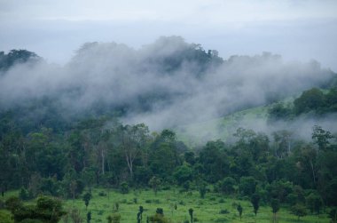 Orman ve mavi gökyüzü arka plan ve plantiful var