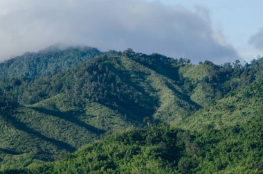 Orman ve mavi gökyüzü arka plan ve plantiful var