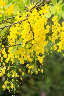 Cassia fistül Tayland bitki ve çiçek Tayland'ın ulusal çiçeği.