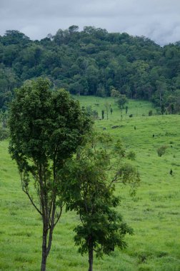 Orman ve mavi gökyüzü arka plan ve plantiful var