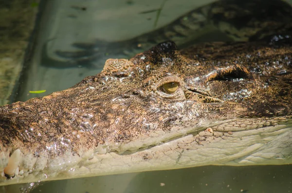 Krokodile Sind Große Wasserreptilien Die Den Tropen Leben Ordnen Sie — Stockfoto