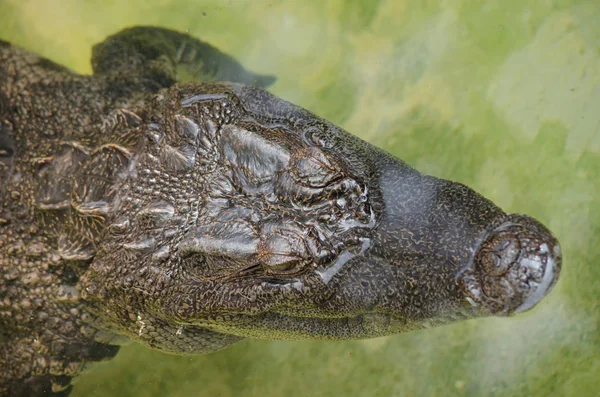 Crocodilos São Grandes Répteis Aquáticos Que Vivem Longo Dos Trópicos — Fotografia de Stock