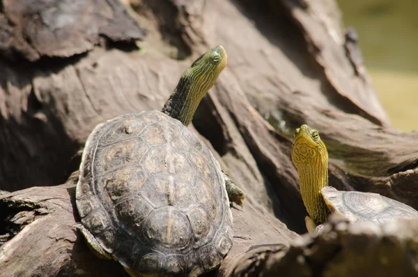 Terrapin被用来描述几种小的 可食用的 坚硬壳的海龟 通常是在咸水中发现的 是阿尔贡基亚语的海龟 — 图库照片