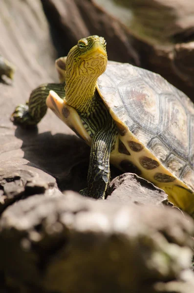 Terrapina Usato Descrivere Diverse Specie Tartarughe Piccole Commestibili Duri Guscio — Foto Stock