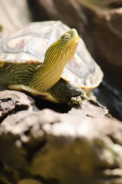 Terrapina Usato Descrivere Diverse Specie Tartarughe Piccole Commestibili Duri Guscio — Foto Stock