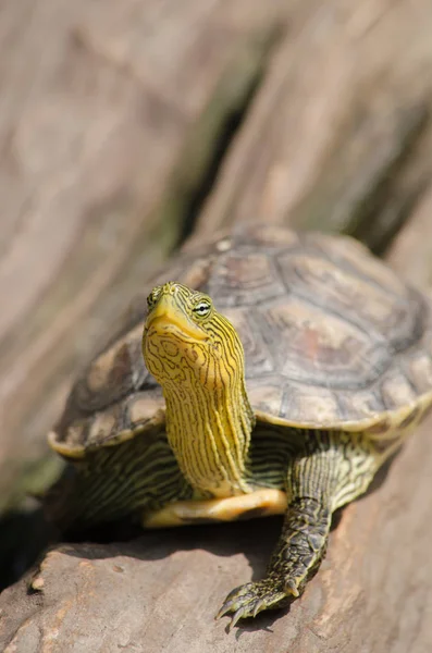Terrapin is used to describe several species of small, edible, hard-shell turtles, typically those found in brackish waters, and is an Algonquian word for turtle.