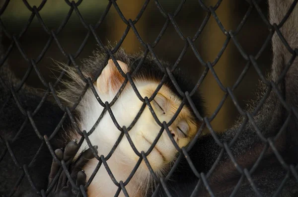 Singe Grimpe Sur Arbre Pour Manger Friut Dans Forêt — Photo