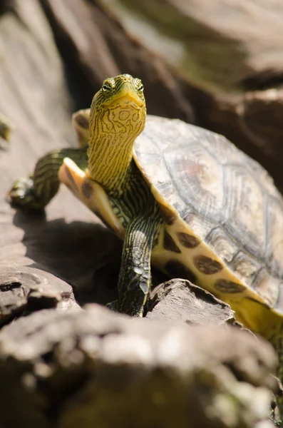 Terrapina Usato Descrivere Diverse Specie Tartarughe Piccole Commestibili Duri Guscio — Foto Stock