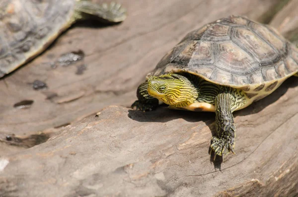 Terrapin Used Describe Several Species Small Edible Hard Shell Turtles — Stock Photo, Image