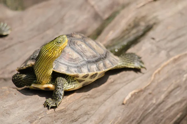 Terrapina Usato Descrivere Diverse Specie Tartarughe Piccole Commestibili Duri Guscio — Foto Stock