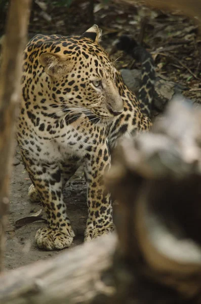 Dos Cinco Grandes Gatos Gênero Panthera Membro Família Felidae — Fotografia de Stock