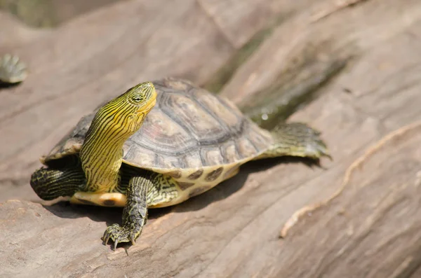 Terrapina Usato Descrivere Diverse Specie Tartarughe Piccole Commestibili Duri Guscio — Foto Stock