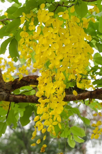 决明子瘘是泰国的植物 其花是泰国的国花 — 图库照片