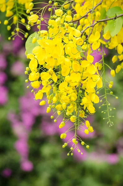 Cassia Fistula Plant Thailand Its Flower Thailand National Flower — Stock Photo, Image