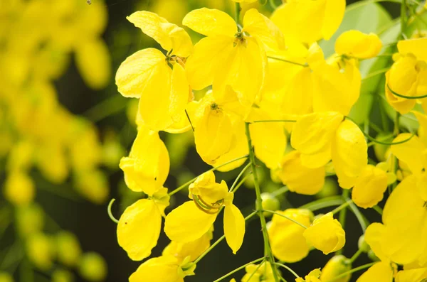 Cassia Fistula Rostlina Thajska Její Květ Thajsko Národní Květina — Stock fotografie