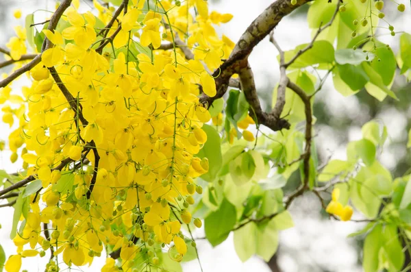 决明子瘘是泰国的植物 其花是泰国的国花 — 图库照片