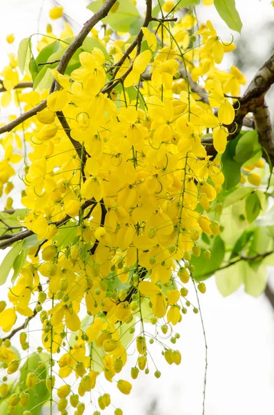 Cassia Συρίγγιο Είναι Φυτό Της Ταϊλάνδης Και Λουλούδι Είναι Εθνικό — Φωτογραφία Αρχείου