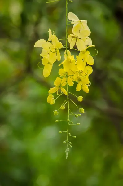 Cassia Fistula Plant Thailand Its Flower Thailand National Flower — Stock Photo, Image