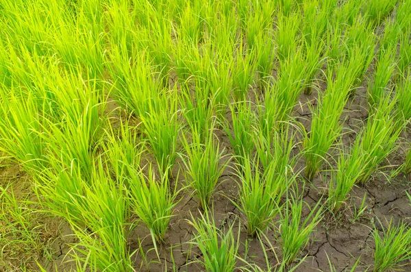 Oryza Sativa Ist Die Häufigsten Als Reis Bezeichnete Pflanzenart Ist — Stockfoto