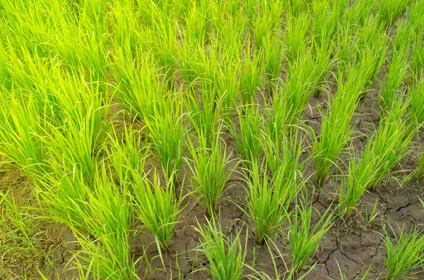 Oryza Sativa Espécie Planta Mais Comumente Referida Inglês Como Arroz — Fotografia de Stock