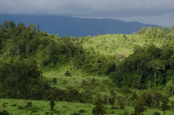 Orman ve mavi gökyüzü arka plan ve plantiful var