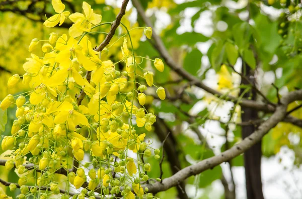 Cassia Συρίγγιο Είναι Φυτό Της Ταϊλάνδης Και Λουλούδι Είναι Εθνικό — Φωτογραφία Αρχείου