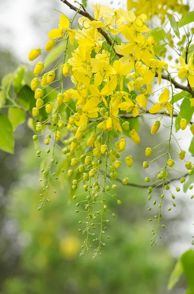 Cassia Συρίγγιο Είναι Φυτό Της Ταϊλάνδης Και Λουλούδι Είναι Εθνικό — Φωτογραφία Αρχείου